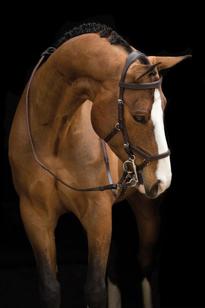 Horse Bridle