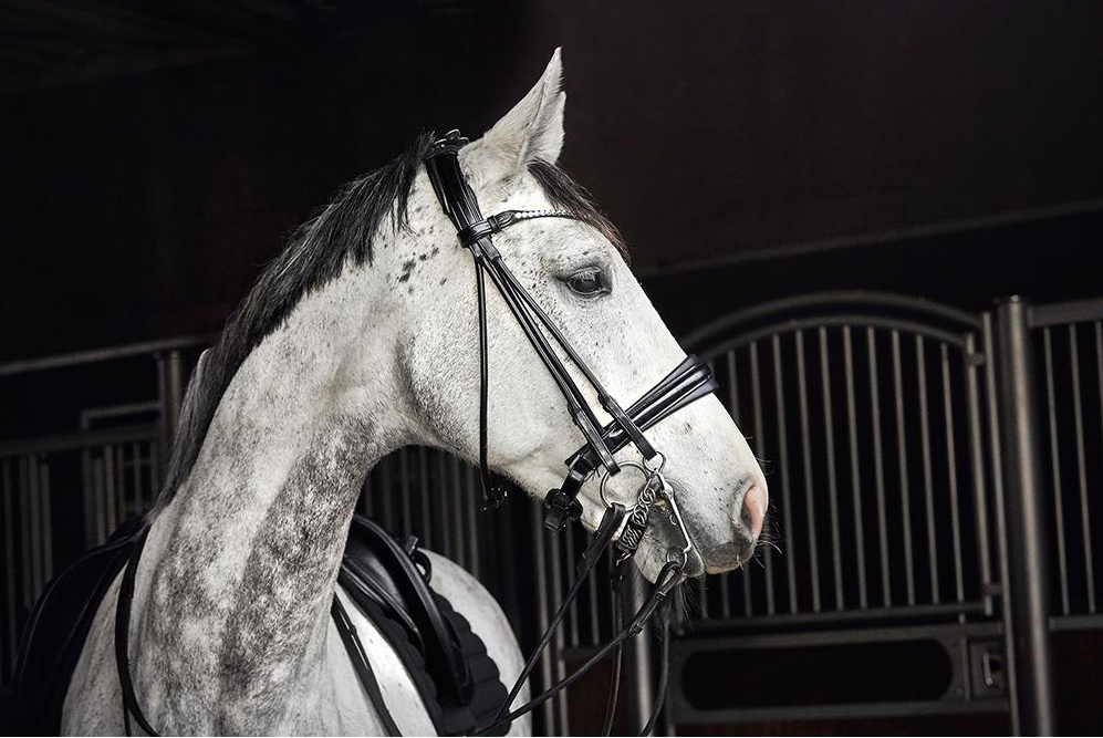 Catago Rolled Double Bridle - Image 2